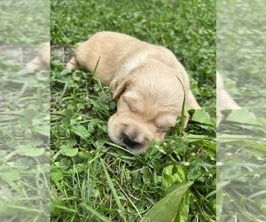 English Cream Golden Retriever Puppy for Sale in NEILLSVILLE, Wisconsin USA