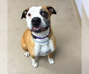 American Bulldog Dogs for adoption in Aurora, CO, USA