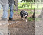 Small #8 Australian Shepherd Mix