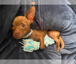 Small #3 Chihuahua Mix