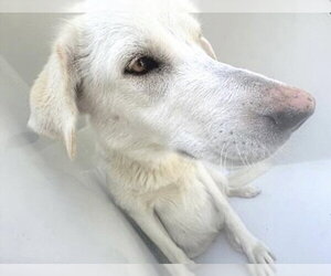 Siberian Husky-Unknown Mix Dogs for adoption in Houston, TX, USA