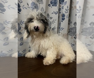Cavapoo-Poodle (Miniature) Mix Puppy for Sale in DURHAM, Connecticut USA