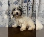 Small Cavapoo-Poodle (Miniature) Mix