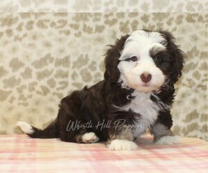 Miniature Bernedoodle Puppy for sale in DENVER, PA, USA