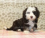 Image preview for Ad Listing. Nickname: Ruby