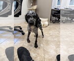 Betty Boop - Female Mutt Dog for Adoption - Small photo