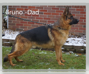 Father of the German Shepherd Dog puppies born on 03/19/2022