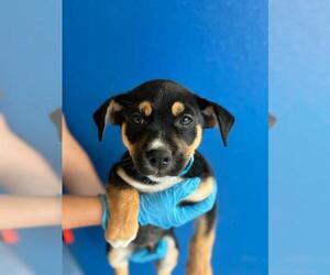 German Shepherd Dog-Unknown Mix Dogs for adoption in Visalia, CA, USA