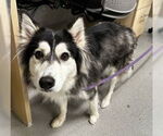 Small #15 Huskies  Mix