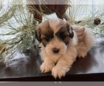 Puppy Puppy 1 Poo-Ton