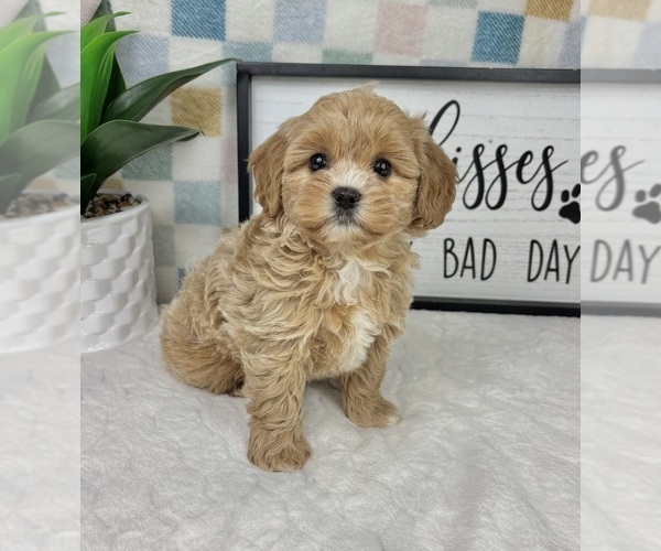 Medium Photo #1 Cavapoo (Miniature) Puppy For Sale in FRANKLIN, IN, USA