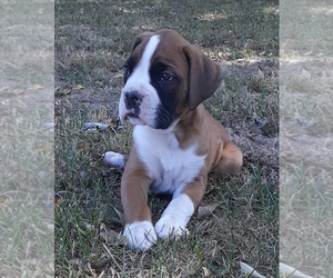 Boxer Puppy for sale in SPARTA, IL, USA