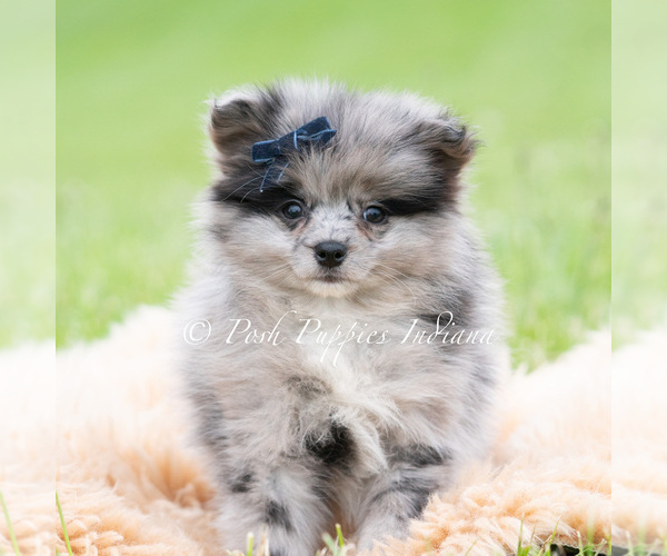 Medium Photo #33 Pomeranian Puppy For Sale in WARSAW, IN, USA