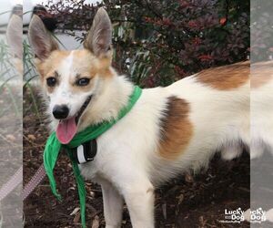 Rocky - Male Jack Russell Terrier-Unknown Mix Dog for Adoption - Photo #9