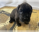 Small #1 Cane Corso