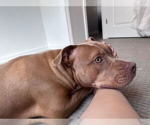 LOLA #16 - Female American Pit Bull Terrier-Unknown Mix Dog for Adoption - Photo #2