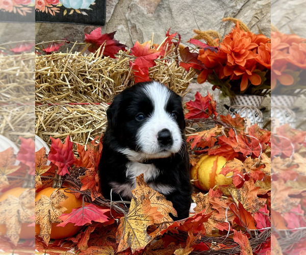 Medium Photo #4 Bordernese Puppy For Sale in LATROBE, PA, USA