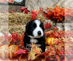 Puppy 2 Bordernese