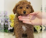 Small #7 Poodle (Toy)