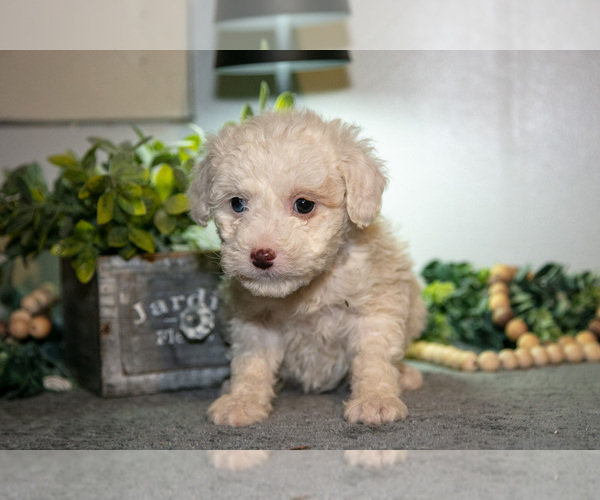 Medium Photo #2 Cavapoo (Miniature) Puppy For Sale in CAMDEN, MI, USA
