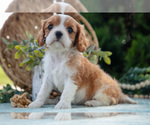 Small #1 Cavalier King Charles Spaniel