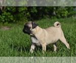 Small #8 Pug