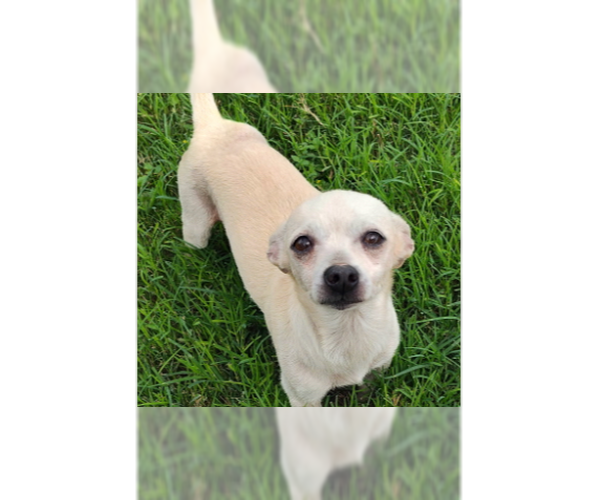 Medium Photo #1 Chihuahua-Unknown Mix Puppy For Sale in New York, NY, USA