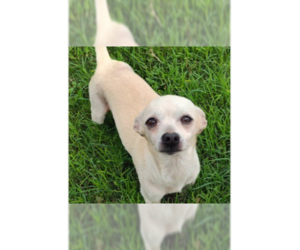 Chihuahua-Unknown Mix Dogs for adoption in New York, NY, USA