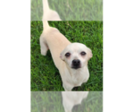 Moti (TX) - Male Chihuahua-Unknown Mix Dog for Adoption - Small photo