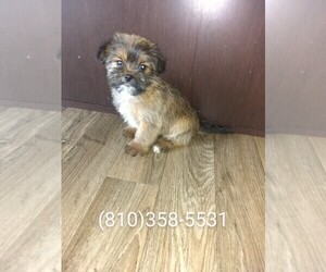 Yorkshire Terrier Puppy for sale in LAPEER, MI, USA