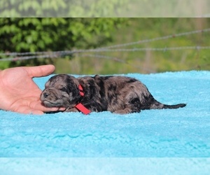 Aussiedoodle-Poodle (Standard) Mix Puppy for sale in UNION CITY, TN, USA