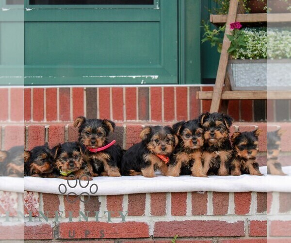 Medium Photo #2 Yorkshire Terrier Puppy For Sale in REINHOLDS, PA, USA