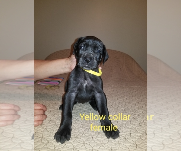 Medium Photo #4 Great Dane Puppy For Sale in MOUNT GILEAD, OH, USA