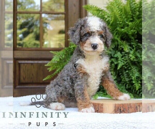 Medium Photo #3 Bernedoodle (Miniature) Puppy For Sale in NARVON, PA, USA