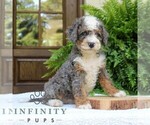 Small #2 Bernedoodle (Miniature)