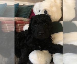 Goldendoodle Puppy for sale in CHICAGO, IL, USA