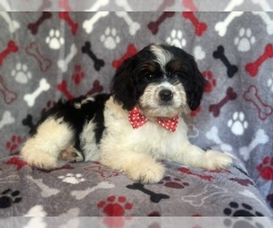 Cavapoo Puppy for sale in LAKELAND, FL, USA