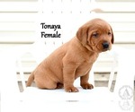 Small Photo #43 Labrador Retriever Puppy For Sale in DAYTON, VA, USA