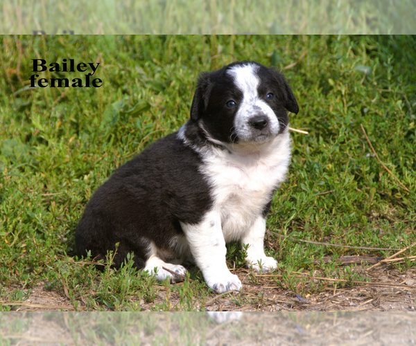 Medium Photo #7 Border-Aussie Puppy For Sale in CLARE, MI, USA