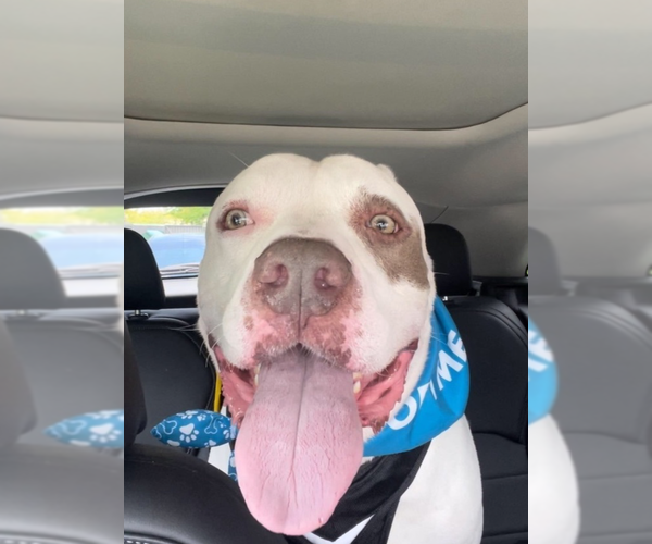 Medium Photo #1 American Staffordshire Terrier Puppy For Sale in West Palm Beach, FL, USA