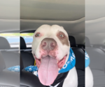 Small American Staffordshire Terrier