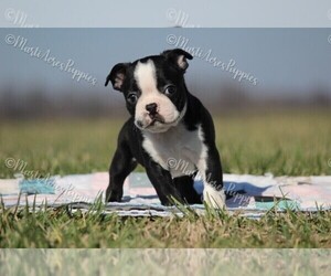 Boston Terrier Puppy for sale in LAMAR, MO, USA