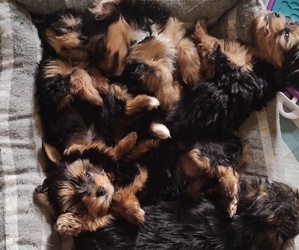 Yorkshire Terrier Puppy for sale in CLEVELAND, OH, USA