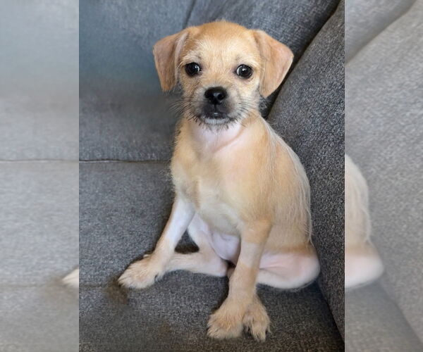 Medium Photo #3 Pug-Shih Tzu Mix Puppy For Sale in San Diego, CA, USA