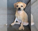Small #2 Pug-Shih Tzu Mix