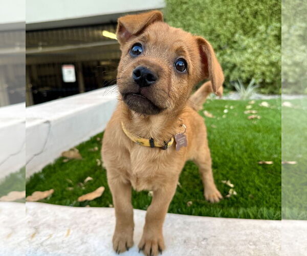 Medium Photo #5 Collie-Unknown Mix Puppy For Sale in Marina Del Rey, CA, USA