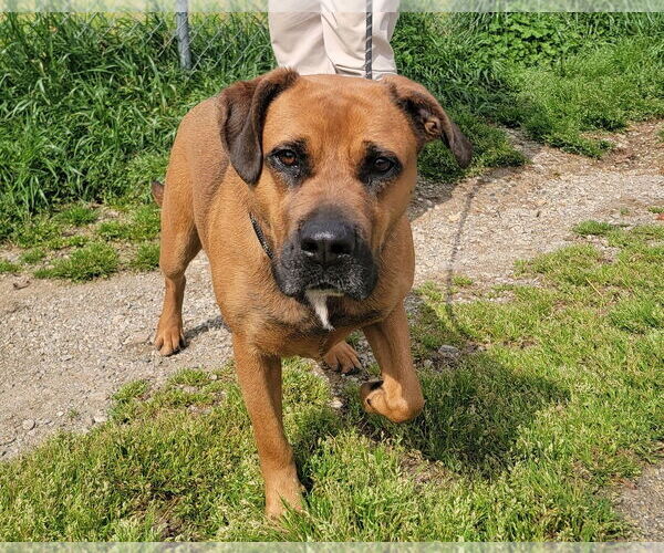 Medium Photo #8 Black Mouth Cur-Unknown Mix Puppy For Sale in Anniston, AL, USA