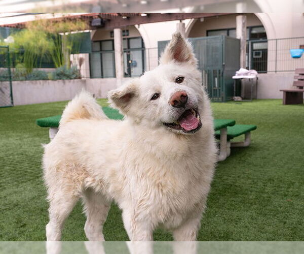 Medium Photo #2 Akita-Unknown Mix Puppy For Sale in Pasadena, CA, USA