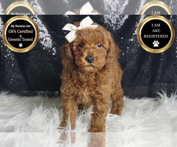 Medium Photo #74 Poodle (Miniature) Puppy For Sale in WARSAW, IN, USA