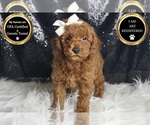 Small #6 Poodle (Miniature)